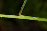 Texas fescue